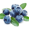 藍莓/Blueberry