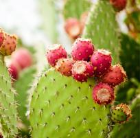 Cactus Extract/Cactinea™