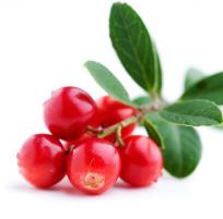Cranberry Extract/ Exocyan™